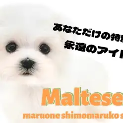 【 マルチーズ 】小柄で雪の様に白い永遠のアイドルはあなただけの推しの子！