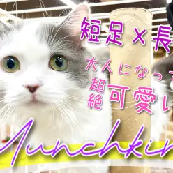 【 マンチカン 】可愛さ凝縮！横浜短足マンチをPickUp！