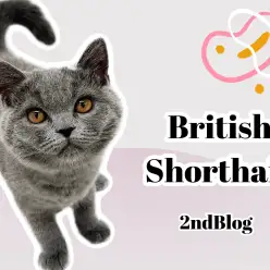 【 ブリティッシュショートヘア 】生後4ヶ月！激カワ丸顔にゃんこの成長記録