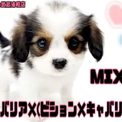 【 キャバリアMIX 】パパがキャバリア、ママがビション×キャバリアの超希少なMIX！