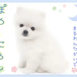 【 ポメラニアン 】圧倒的なプレミアムビジュアル!小さめサイズの美少年が新登場!