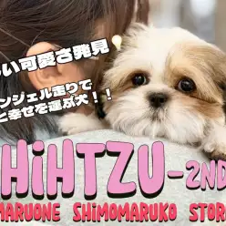 【 シーズー 】エンジェル走り炸裂！お顔も性格も可愛さ倍増中の2ndブログ！