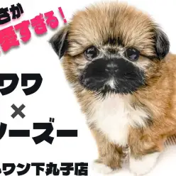 【 MIX 】チワワとシーズーを両親に持つ最強の癒し犬！丸みが可愛いチワズー現る