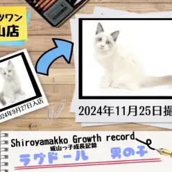 【 ラグドール 】城山っ子成長報告！2024年11月25日