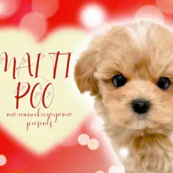 【 マルプー 】極上のアプリコットカラーを纏った少女が横浜大倉山に舞い降りた！