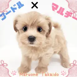 【 トイプードル×マルチーズ 】mix犬ランキング不動のトップ！ぬいぐるみわんこ