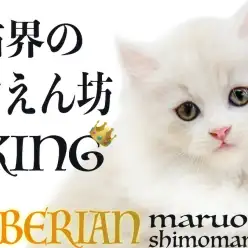 【 サイベリアン 】クリームカラーの様に甘い性格で懐っこさも猫界随一の甘えん坊！