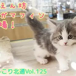【 ほっこり北通Vol.125 】おもちゃも人も大好き！甘えん坊ラガちゃん登場！