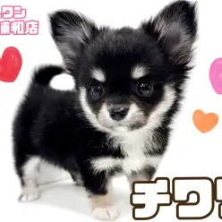 【 チワワ 】大人気ブラックタンカラー！小さめサイズの女の子が埼玉に登場！