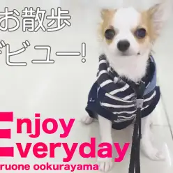 【 チワワ 】ドキドキのお散歩デビュー記念!日々楽しくトレーニング!