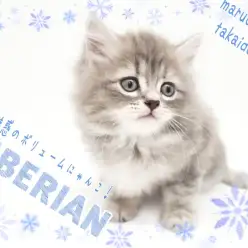 【 サイベリアン 】初心者さんにも多頭飼いにもオススメ!魅惑のボリュームCat!