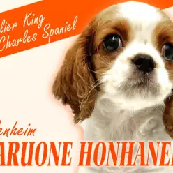 【 キャバリア 】誰もが振り向いてしまうほどの美少女キャバちゃんのセカンドレビュー！