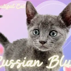 【 ロシアンブルー 】クールな風貌と愛くるしさを兼ね揃える超甘えん坊キャット！