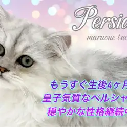 【 ペルシャ 】もうすぐ生後4ヶ月！穏やかな性格で成長してます！