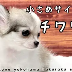 【 チワワ 】両親共に2kg台前半！手乗りサイズの小さめチワワちゃん
