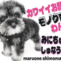 【 ミニチュアシュナウザー 】コミュ力抜群のパートナードックと賑やかな日常を！