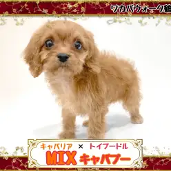 【 MIX 】性格最高！見た目も激かわ！優しいお顔立ちのキャバプーちゃん！