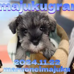 【 イマジュクグラム 】ソルト＆ペッパーが美しいシュナウザーの男の子が横浜に登場