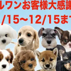 【 お客様大感謝祭 】11/15よりスタート！鶴見店のワンちゃんを紹介！