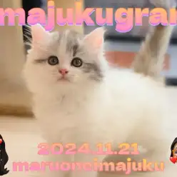 【 イマジュクグラム 】温厚レベル最上級レディ！白銀のゴージャスサイベリアン！