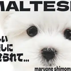 【 マルチーズ 】マズルの短いドワーフ体型！優しい眼差しが特徴的な純白王子降臨