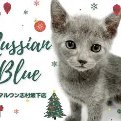【 ロシアンブルー 】才色兼備なスリム体型！ロシアンブルーの男の子をご紹介！