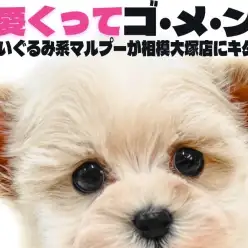 【 MIX 】耳と短足がチャームポイントのマルプーはアニメキャラの様な可愛らしさ