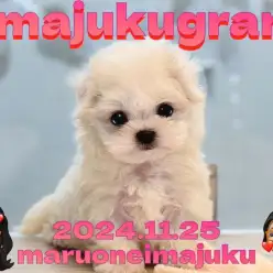 【 イマジュクグラム 】超ドワーフ体型のプレミアムなマルチーズの女の子登場！