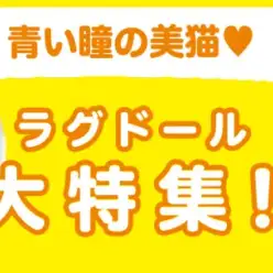 【 ラグドール特集 】11/28現在在店中の究極の美猫ちゃん！最新動画付き！