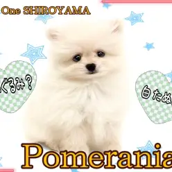 【 ポメラニアン 】朗報です！！理想の白ポメちゃんがやってきました！
