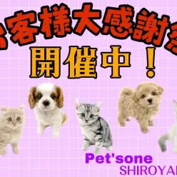 【 お知らせ 】お客様大感謝祭開催中！素敵な出会いを見つけてみませんか？