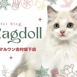 【 ラグドール 】キャンドルテールが特徴的なラグドールちゃんが仲間入り！
