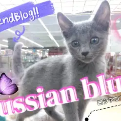 【 ロシアンブルー 】生後4ヶ月の超甘えん坊！1日のルーティーンもご紹介！