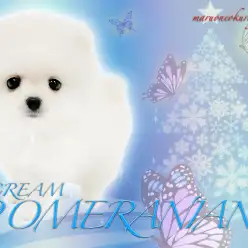 【 ポメラニアン 】愛らしい垂れ目がチャーミング！ボリューミーな綿あめボーイ！