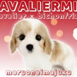 【 キャバリアMIX 】問い合わせ殺到中！目ヂカラ最強のキャバションが聖地に登場