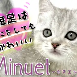 【 ミヌエット 】短足はなにをしても可愛いのです！横浜元町のおっとり娘！