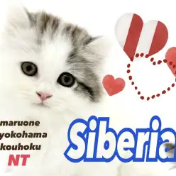 【 サイベリアン 】猫界のテディベア！抱き心地抜群優しいカラーの女の子