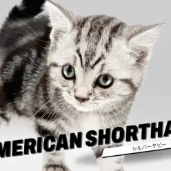 【 アメリカンショートヘア 】美しすぎるタビー模様！甘え上手な美男子！