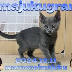 【 イマジュクグラム 】ブルーの被毛をまとった甘いマスクのロシアンブルー登場！