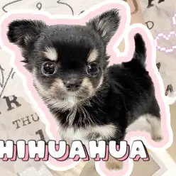 【 チワワ 】誰でも抱っこマスターになれる！最強ミニマムサイズわんこが降臨！