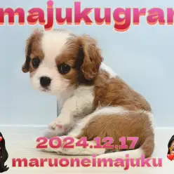 【 イマジュクグラム 】速報！ブレンハイムのキャバリアの女の子が聖地に降臨！