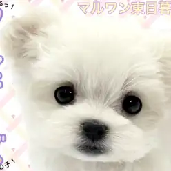 【 マルチーズ 】小さめサイズでお顔も可愛い！マグカップマルチーズ！