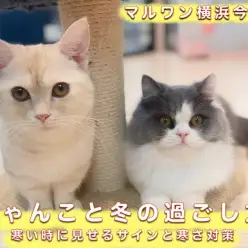 【 わんにゃんマニア 】にゃんこと冬の過ごし方 〜寒い時に見せるサインと寒さ対策