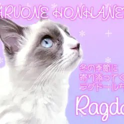 【 ラグドール 】冬の季節に寄り添ってくれるラグドールちゃん