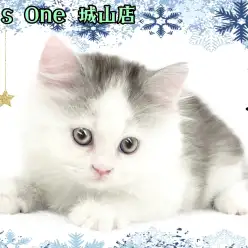 【 サイベリアン 】人気の大型猫種！最強プリンスが城山店に来たー！