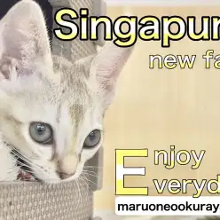 【 シンガプーラ 】はじめまして!大倉山店にあたらしく仲間入りしたニャ!