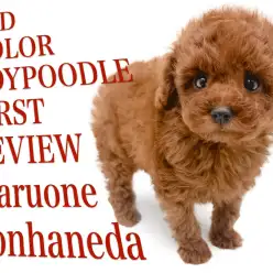 【 トイプードル 】沖縄生まれの太陽のような濃厚レッドの男の子！