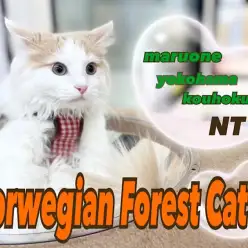 【 ノルウェージャンフォレストキャット 】ノルウェー君、生後5ヶ月の成長記録！