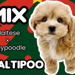 【 マルプー 】超ハイスペックの激カワMIX！可愛さ、飼い易さ100点満点！