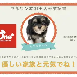 【 卒業記念 】チワプーのなずなちゃん卒業おめでとう！今までの感謝を込めて